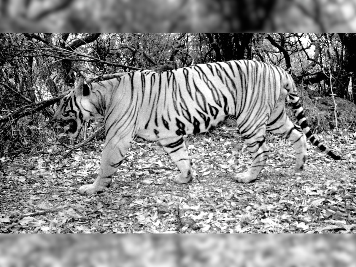 Year later, another big cat caught on cam at Sahyadri Tiger Reserve