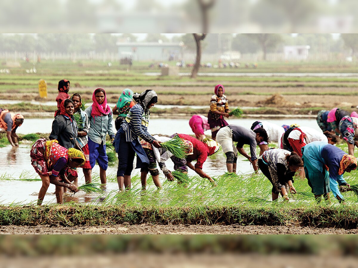 Gujarat: Crop insurance too less in drought year, says farmers' representatives