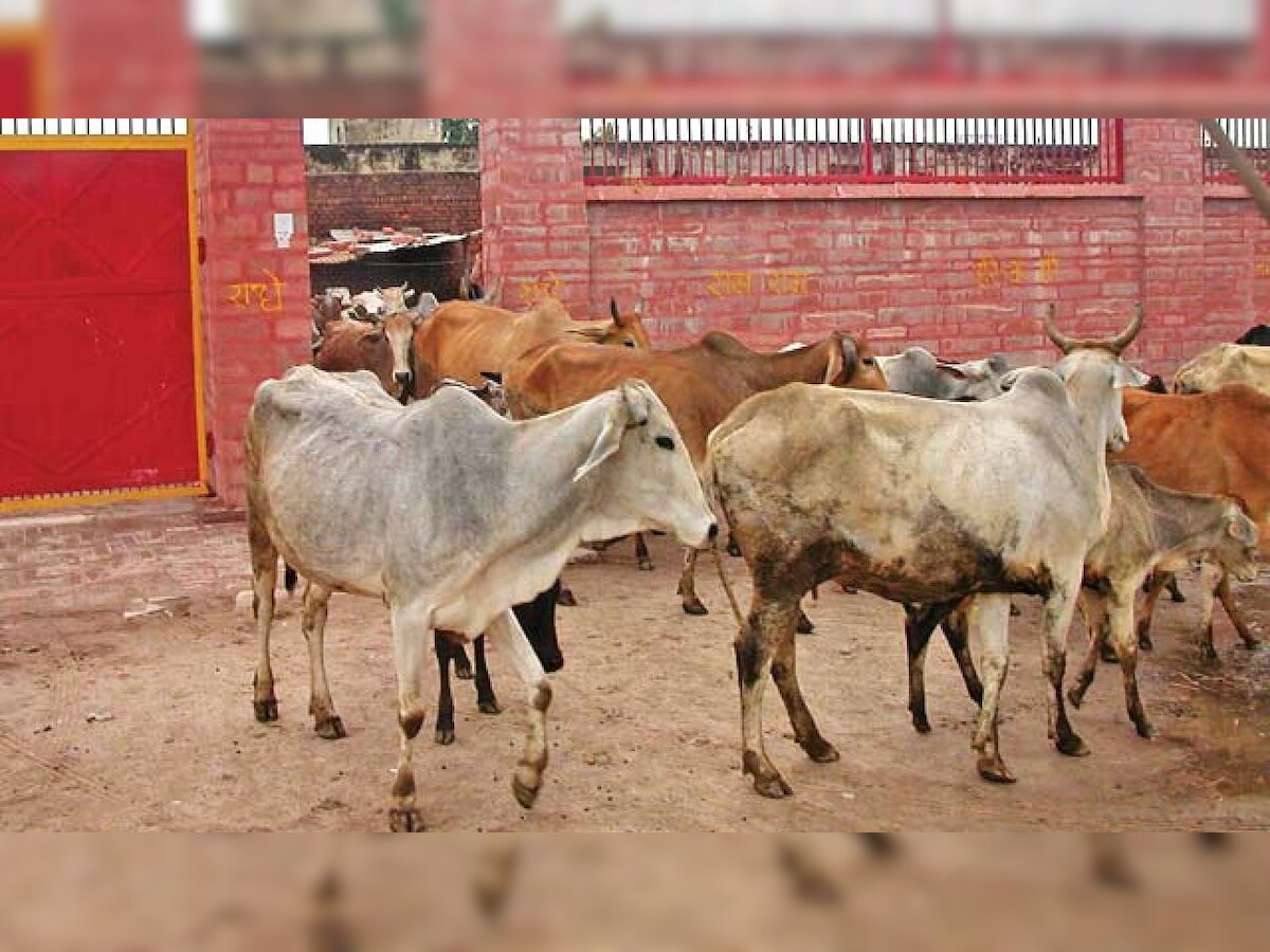 Haryana: 4 men thrashed by locals on suspicion of cow smuggling