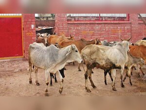 Haryana: 4 men thrashed by locals on suspicion of cow smuggling