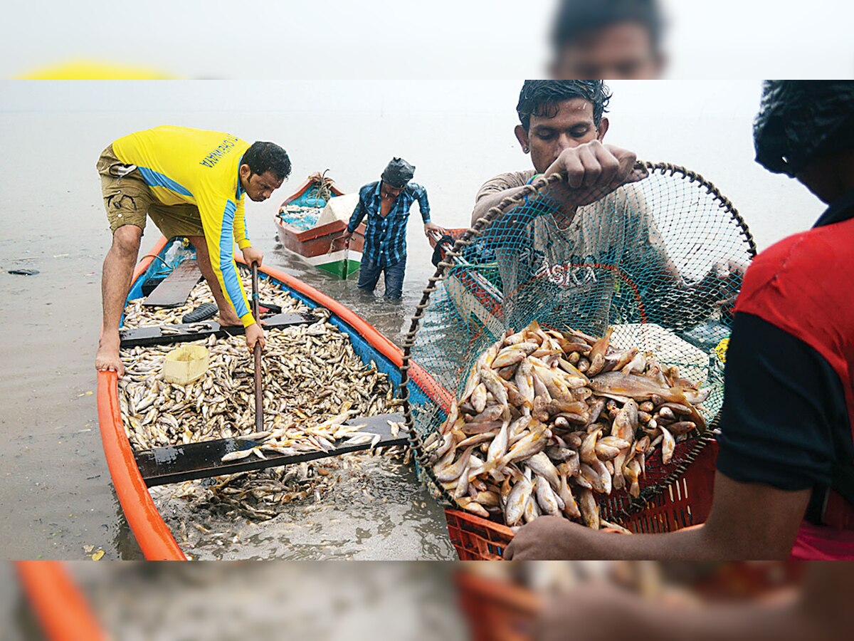 Speed up compensation for rescuing protected marine species: Fishermen
