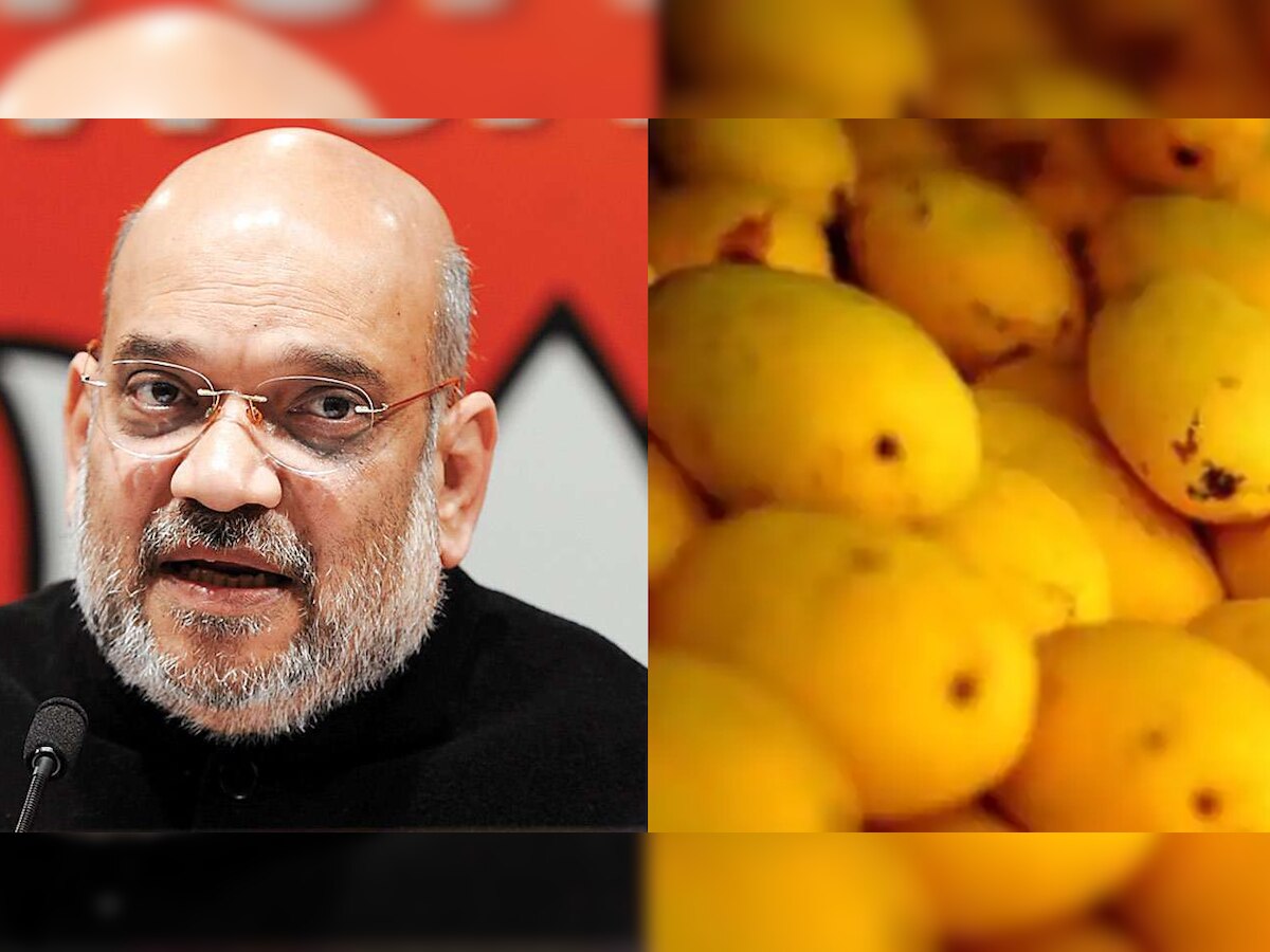 Aam Tales: New variety of mango named after Amit Shah to hit markets this summer