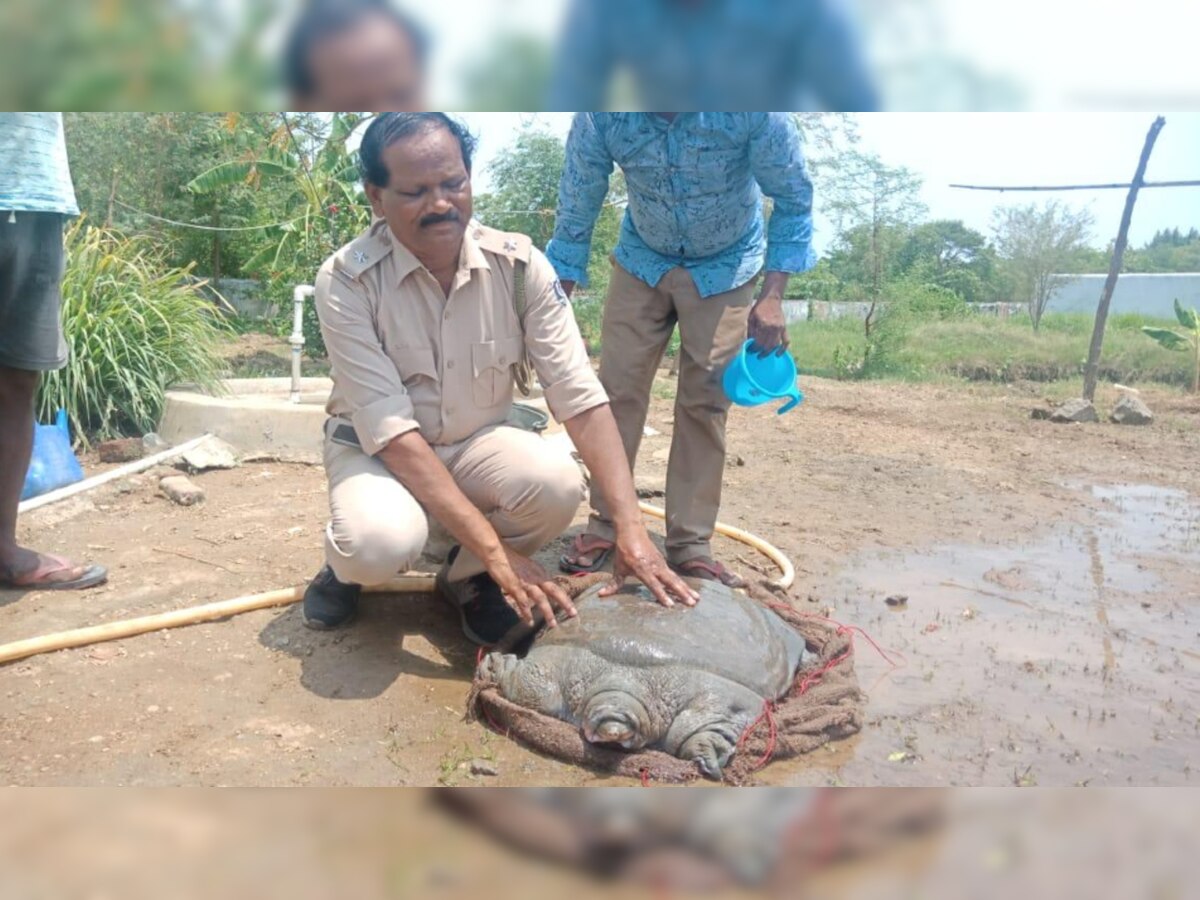 Odisha: 42-kg turtle of rare variety found during construction