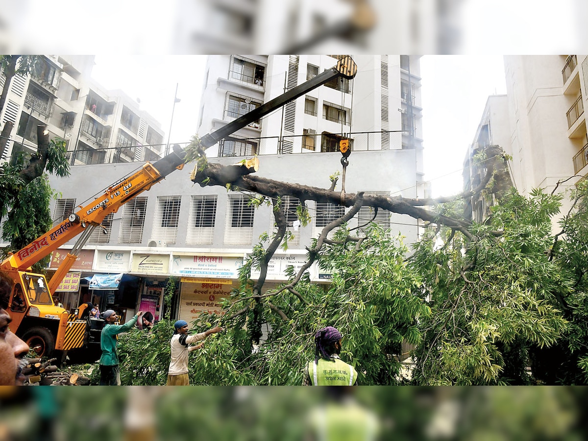 384 trees collapse in only four days in Mumbai