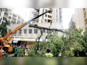 384 trees collapse in only four days in Mumbai