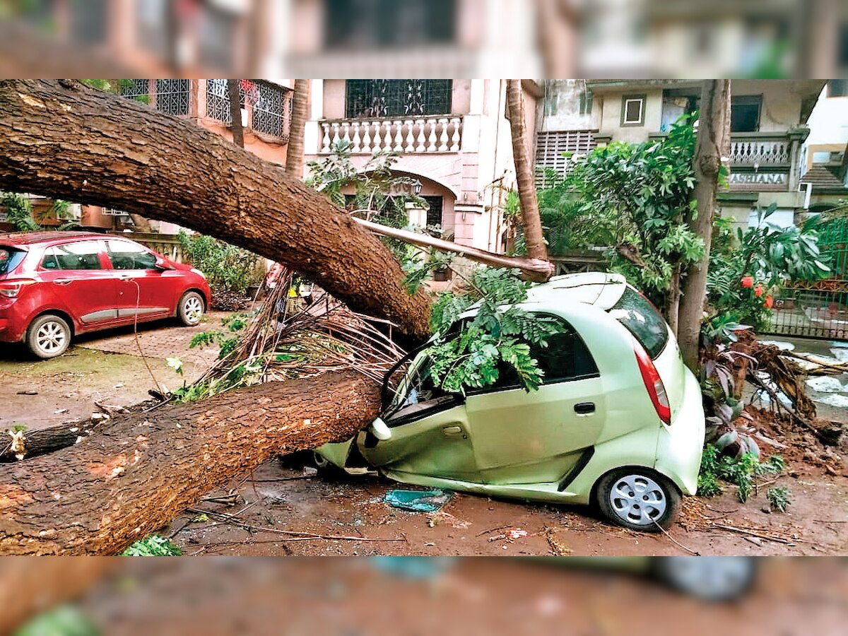 Mumbai: City authority continues to trim trees in full swing