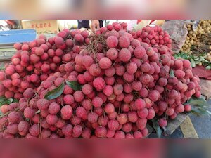 Malnourished children consuming unripe litchis vulnerable to AES: Expert