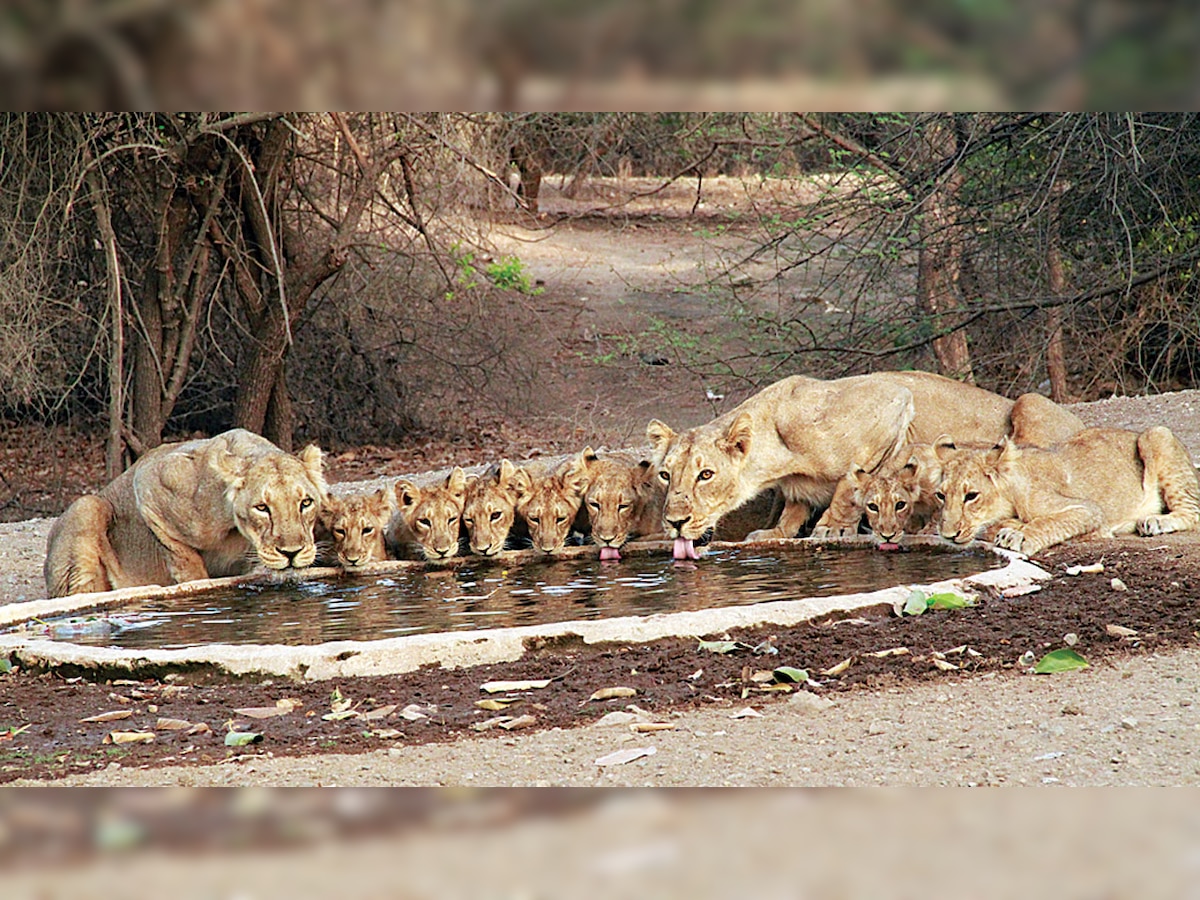 Nine core issues affect lions in Gir: Hemang Shah