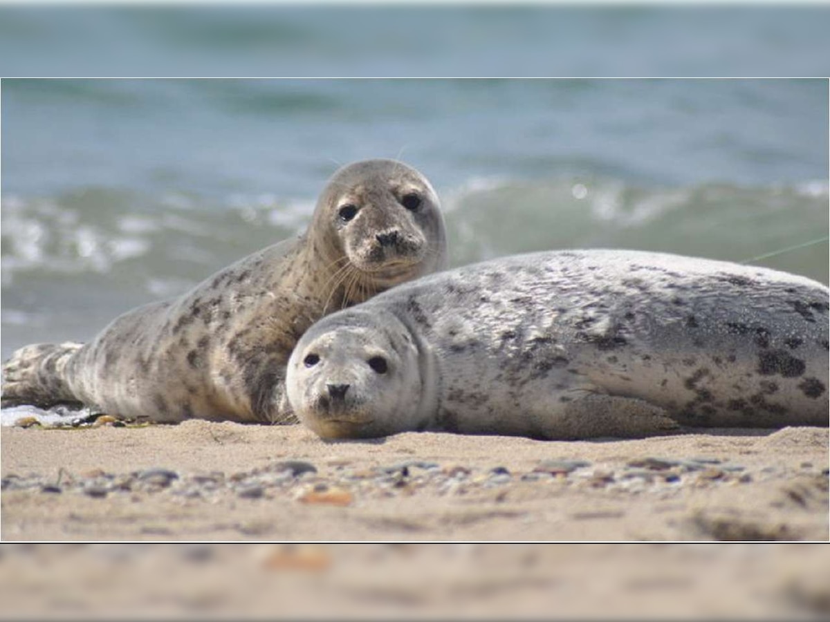 Watch: Video of seals imitating popular tunes go viral