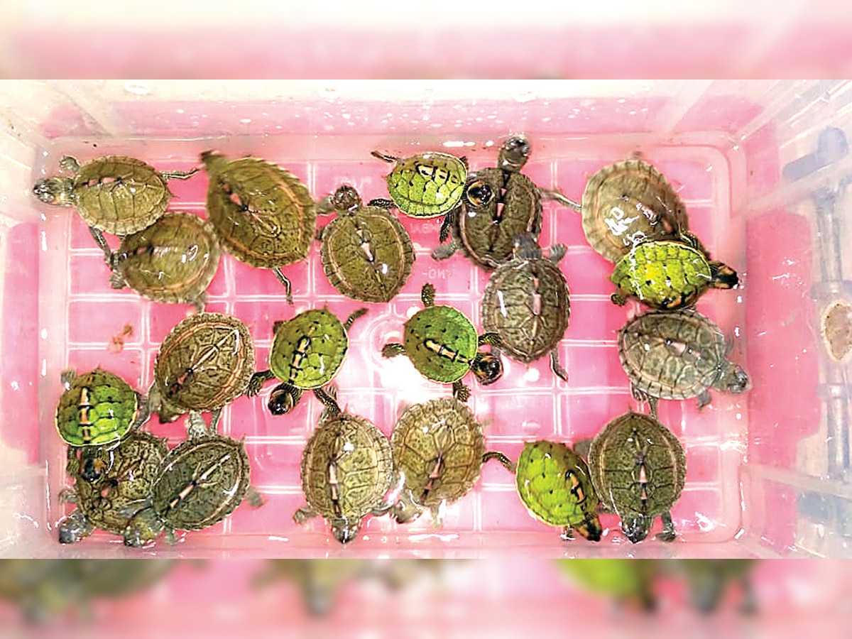 Mumbai: Man held for selling protected turtles in Crawford Market