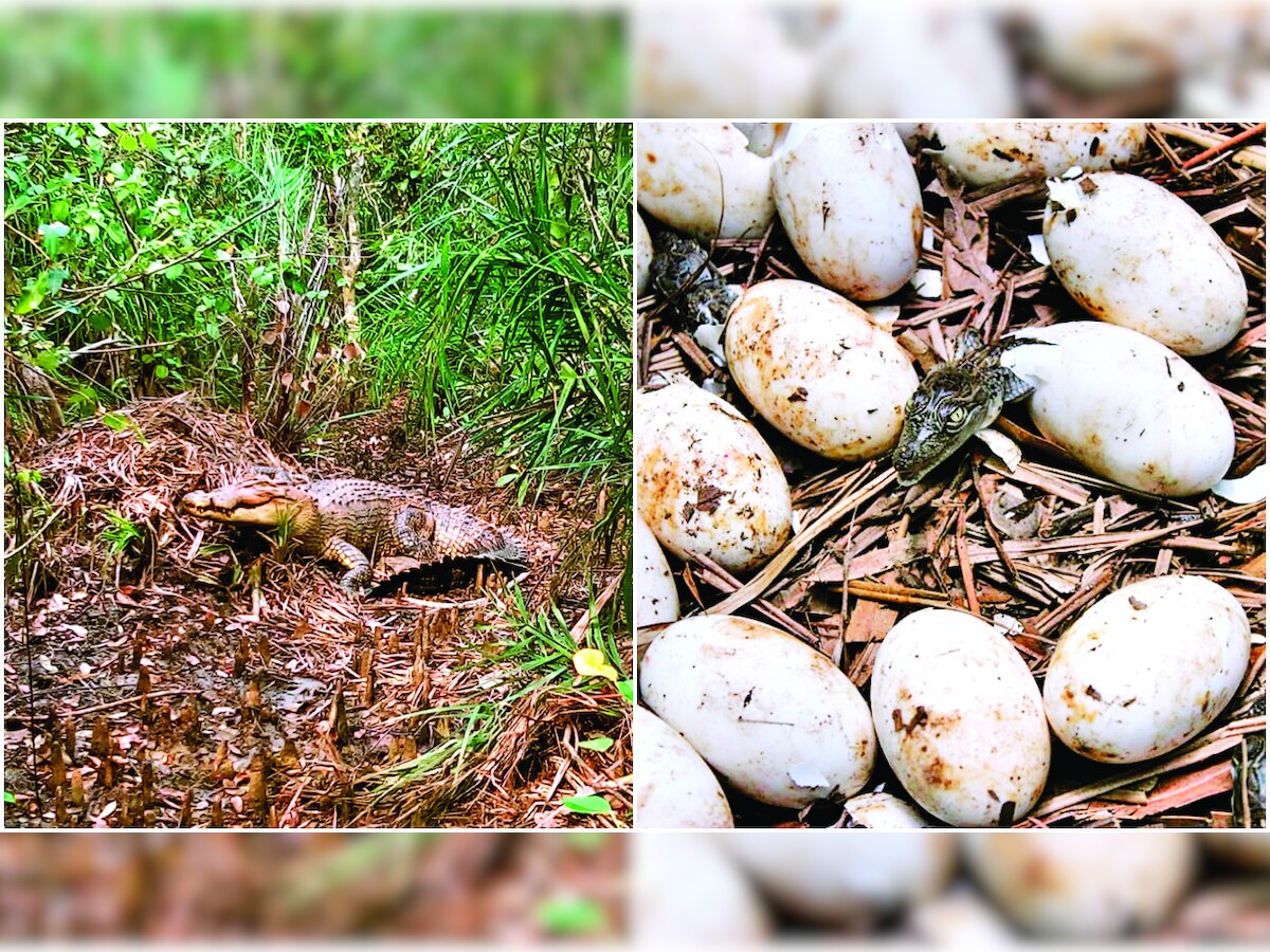 Odisha park turns into croc maternity ward