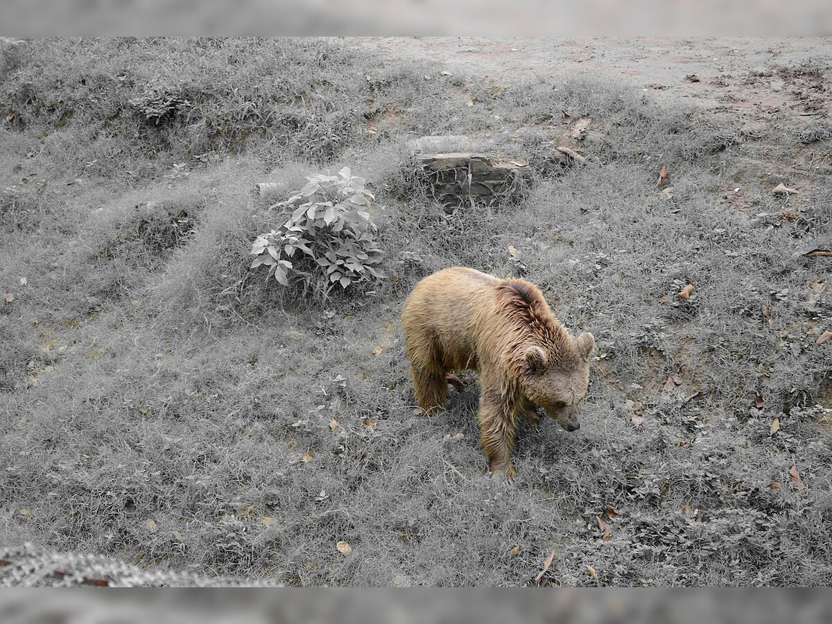 Alive and how! Man found in 'mummified' state after bear keeps him as food inside cave