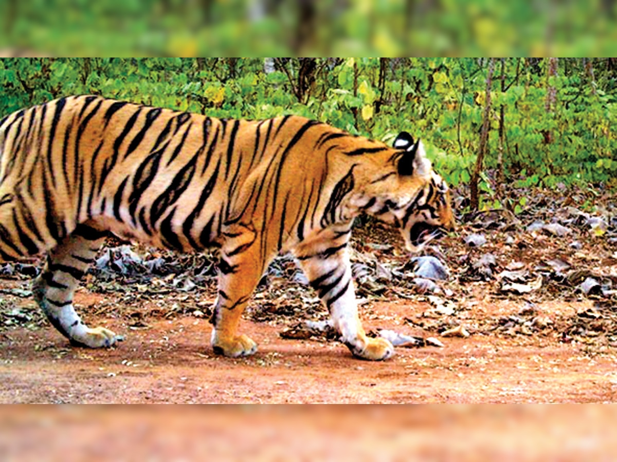 Maharashtra: Brahmapuri tigress to shift to Melghat Tiger Reserve soon