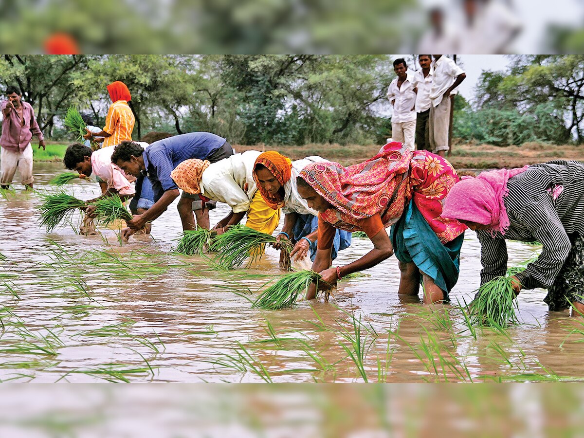 Widespread rains boost sowing, raise kharif hope in Gujarat