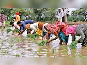 Widespread rains boost sowing, raise kharif hope in Gujarat