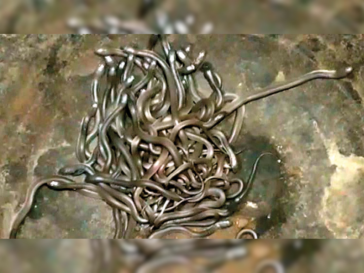 Odisha village under grip of snake scare