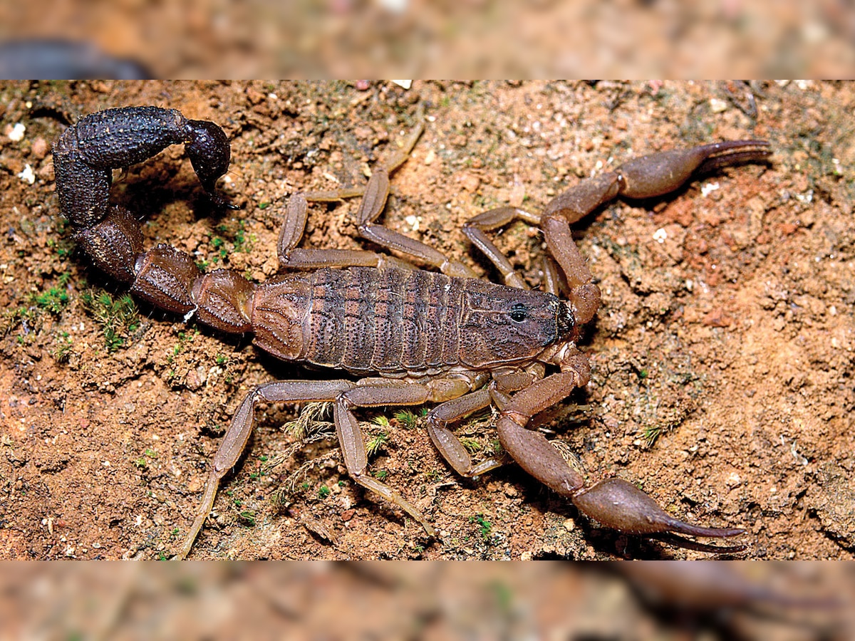 New species of scorpion discovered in Maharashtra