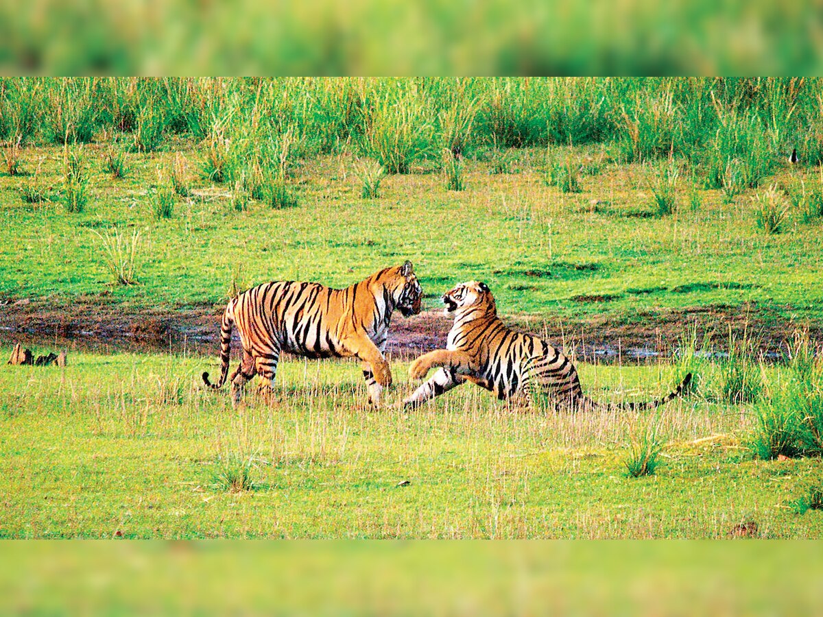 Tigers, not man responsible for human-wildlife conflict?