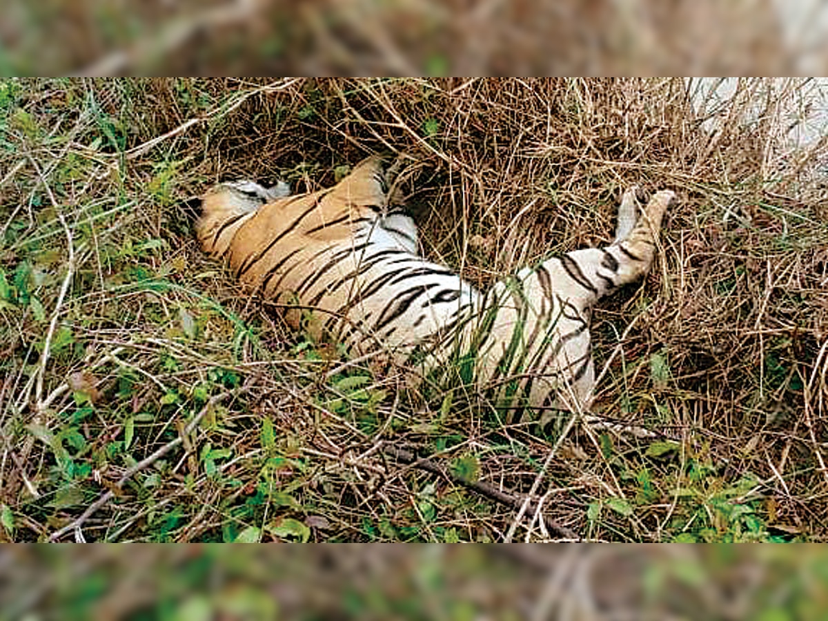 See, who's silencing the roar of Maharashtra's big cats