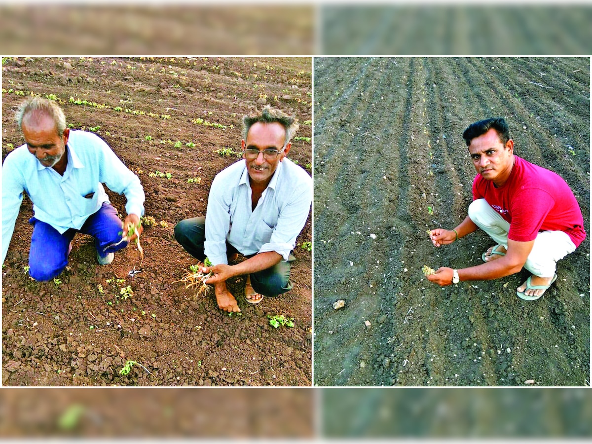 Gujarat: Dry spells loom large, crop failure likely in 6 districts