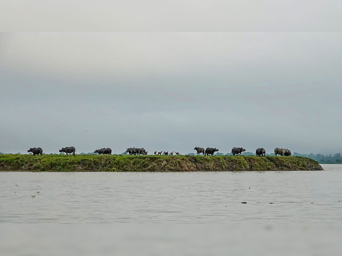 Assam floods: 90% of Kaziranga National Park submerged