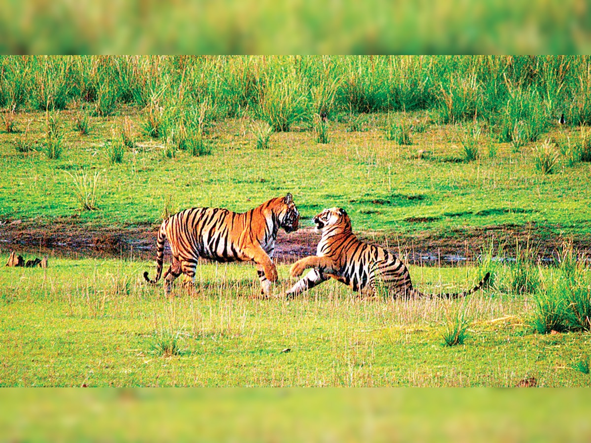 Maharashtra: Four villages make way for wildlife to be rehabilitated