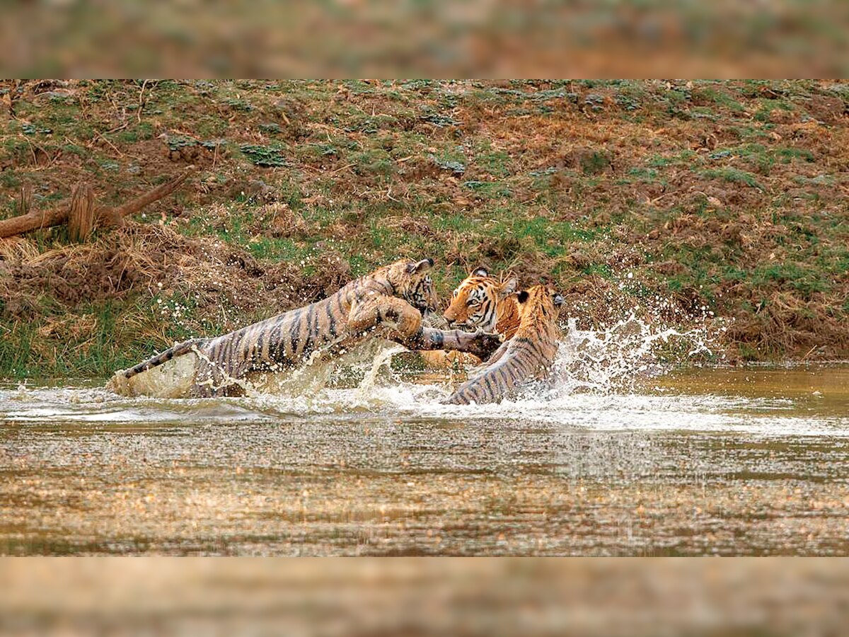 We will ensure peaceful co-existence of tigers and humans: Nitin Kakodkar