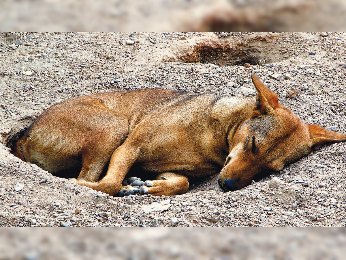 Mumbai: Animal rights activists plan protest over gruesome dog beating