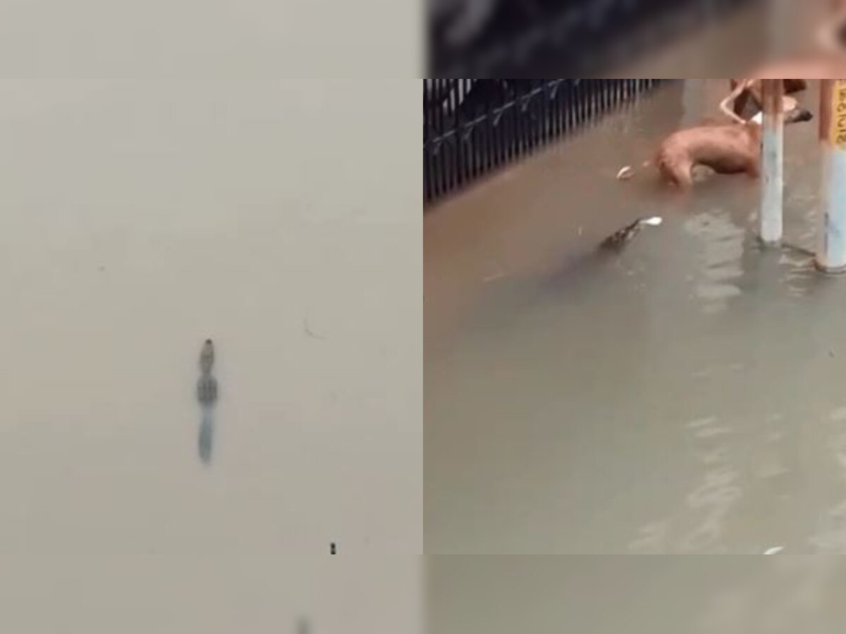 Watch: As rains inundate Vadodara, crocodiles seen entering residential area