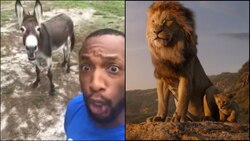 The Lion King hangover? Man sings 'Circle of Life' with his donkey, video goes VIRAL!