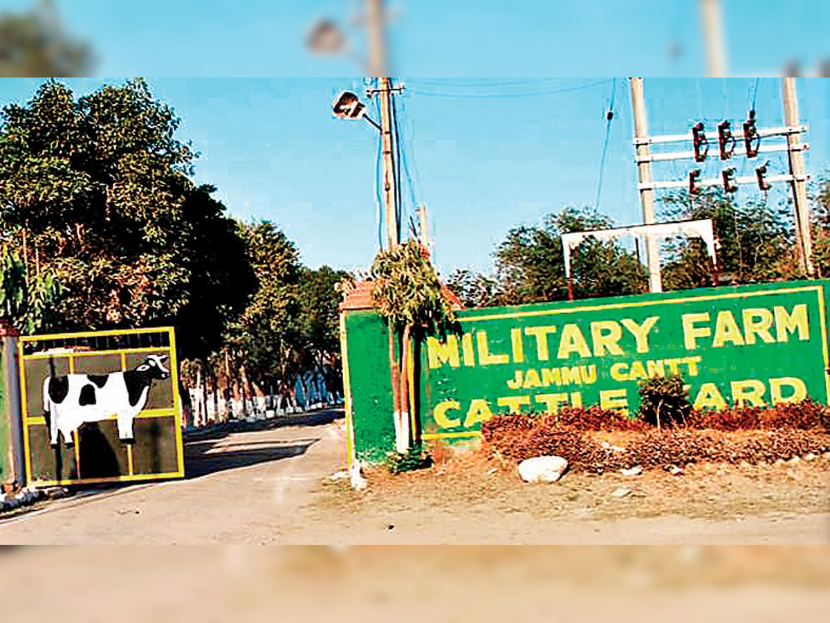 No takers for military farm cows, Indian Army spends Rs 280 cr on upkeep