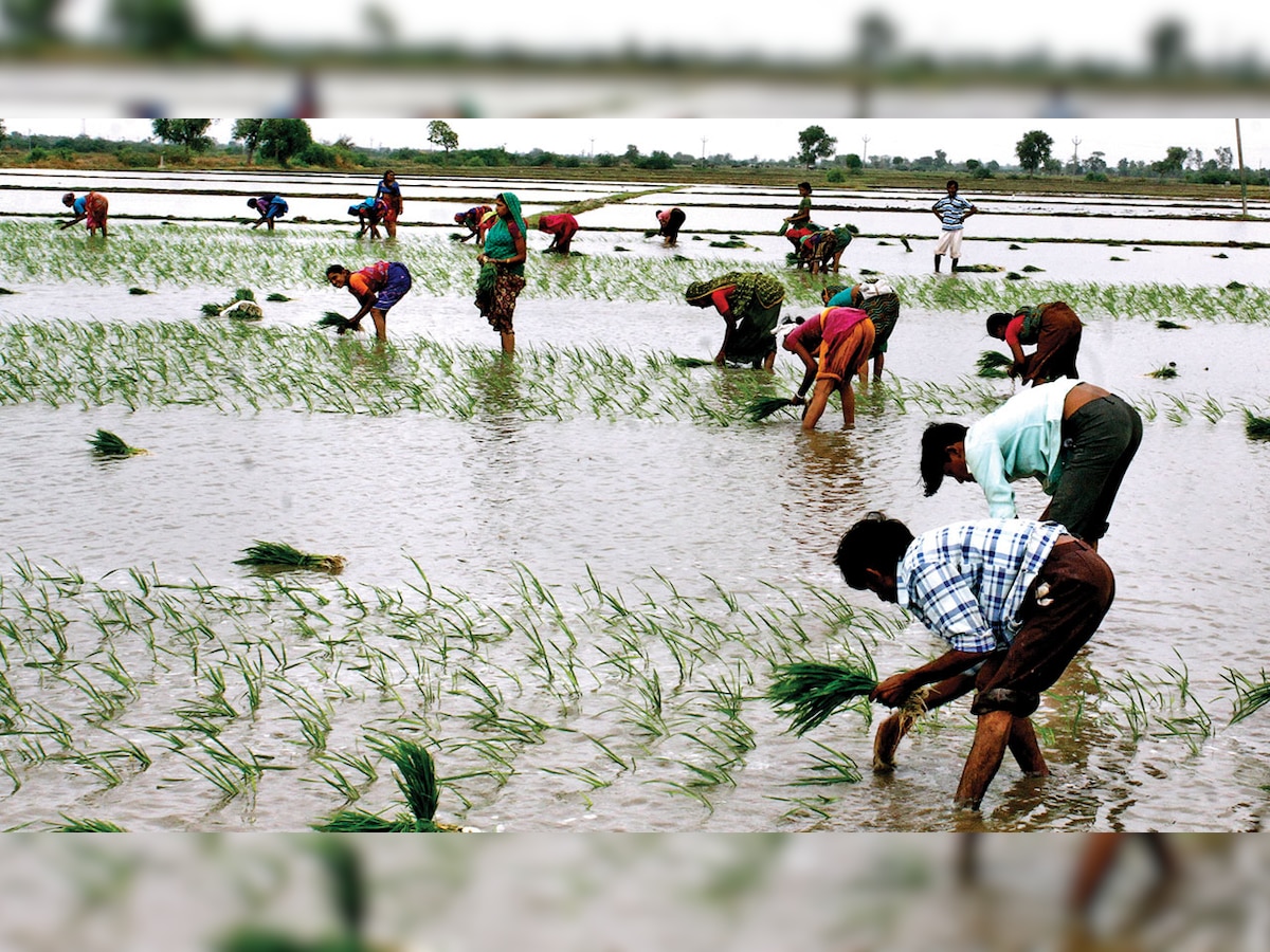 Gujarat: Rains give a fresh lease of life to kharif sowing