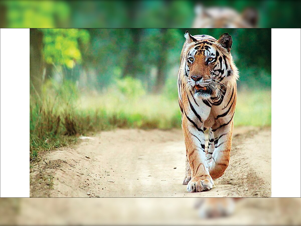 At 17, Kanha Tiger Reserve's legendary striped cat Munna still going strong