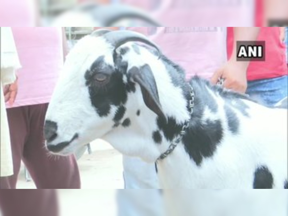 Uttar Pradesh: Goat with Allah written on it up for sale for whopping Rs 8 lakh in Gorakhpur market