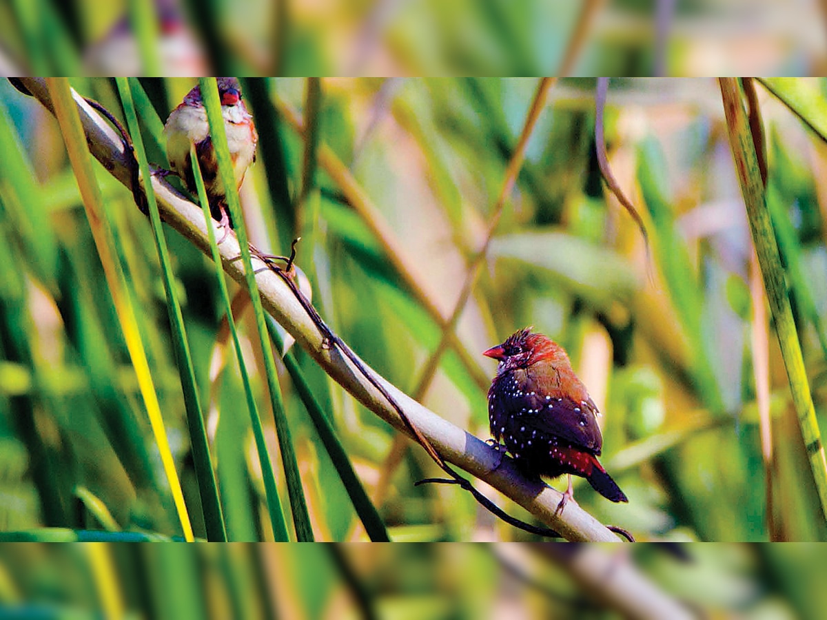 Non-aquatic birds that love reedy wetlands