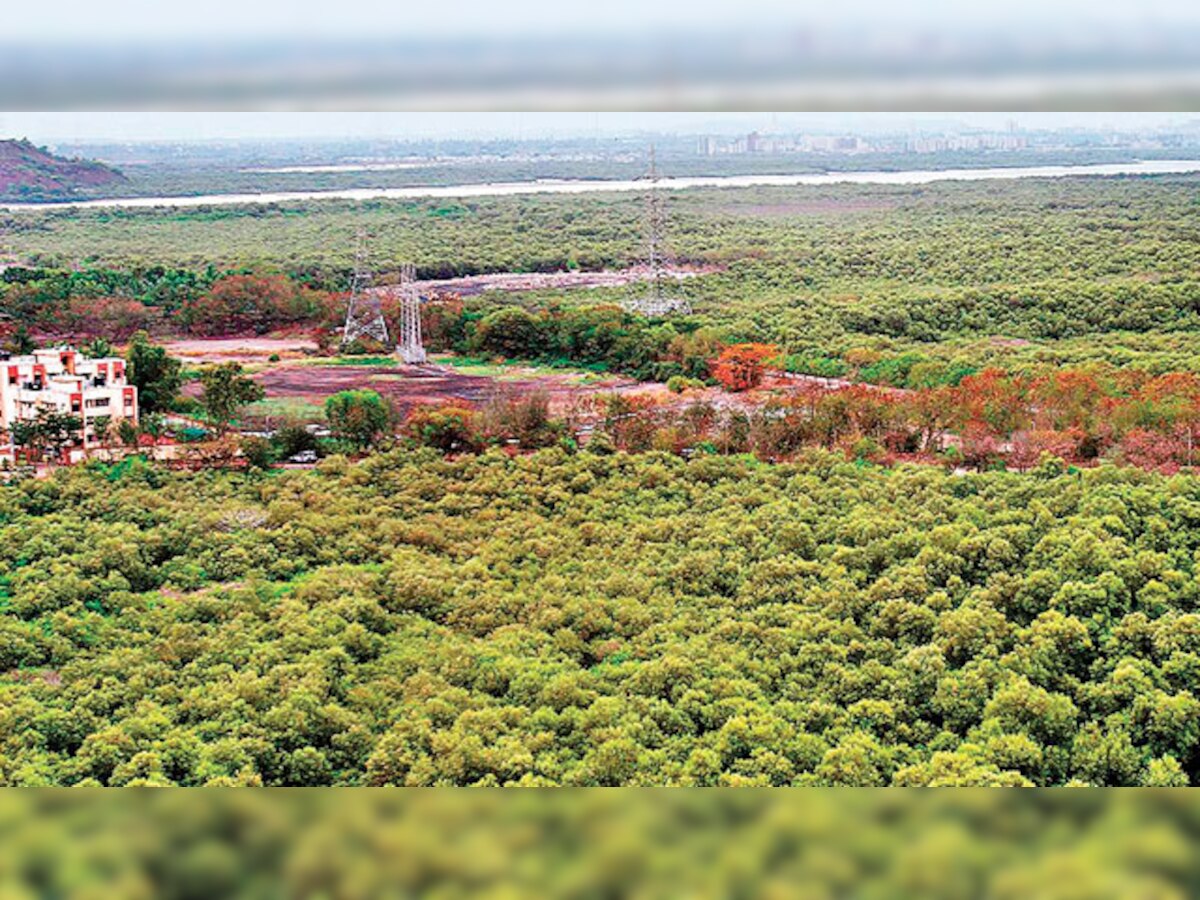 Bombay High Court orders razing of buildings on mangrove