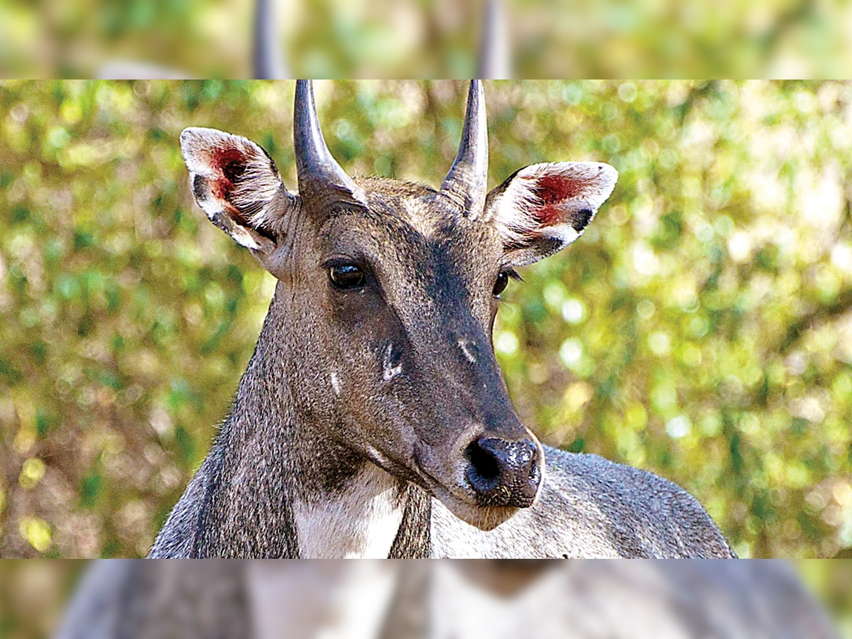 Nilgai shot, buried alive in Vaishali dist of Bihar