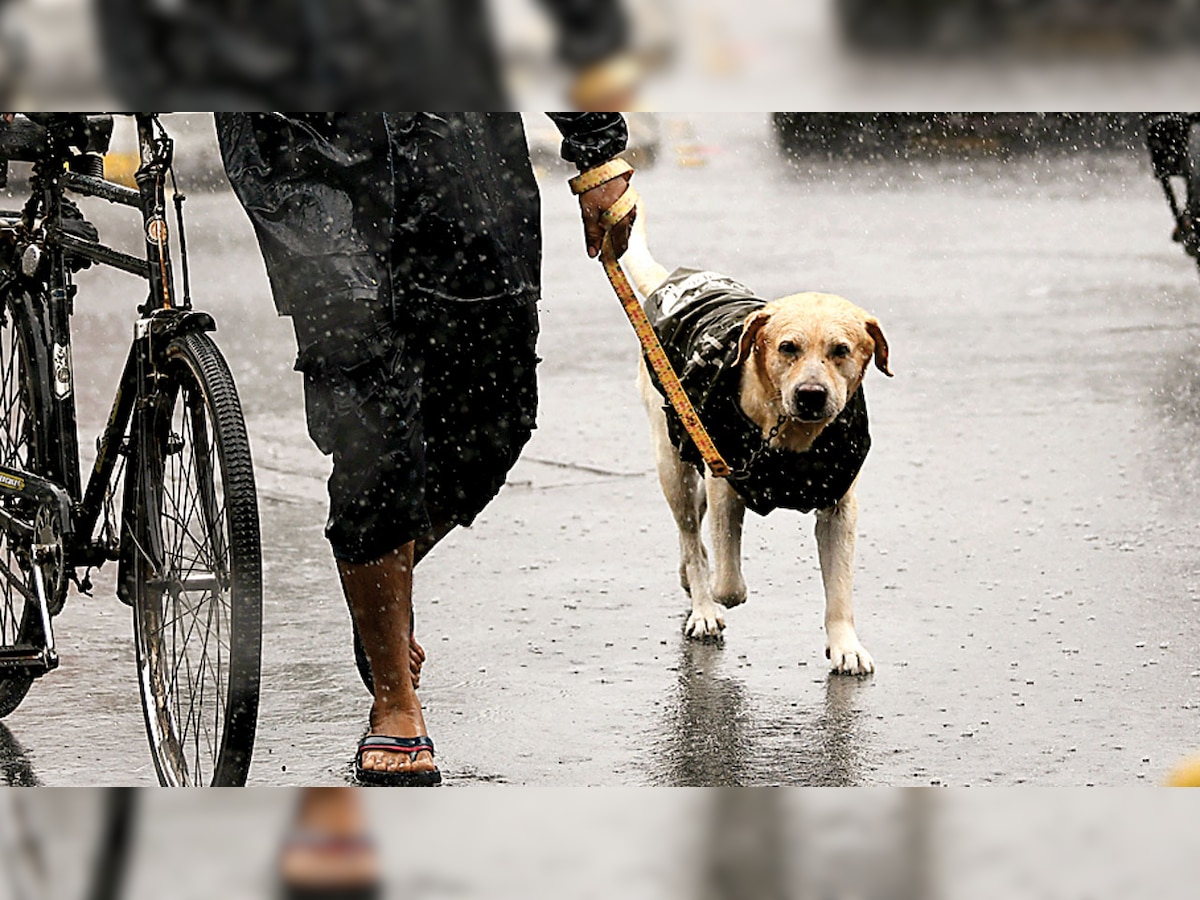 Ahmedabad: Pet poops at neighbours doorstep; owner booked