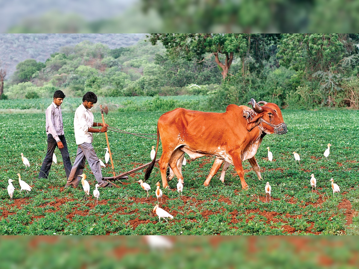 Kharif acreage crosses 85 lakh hectare in Gujarat