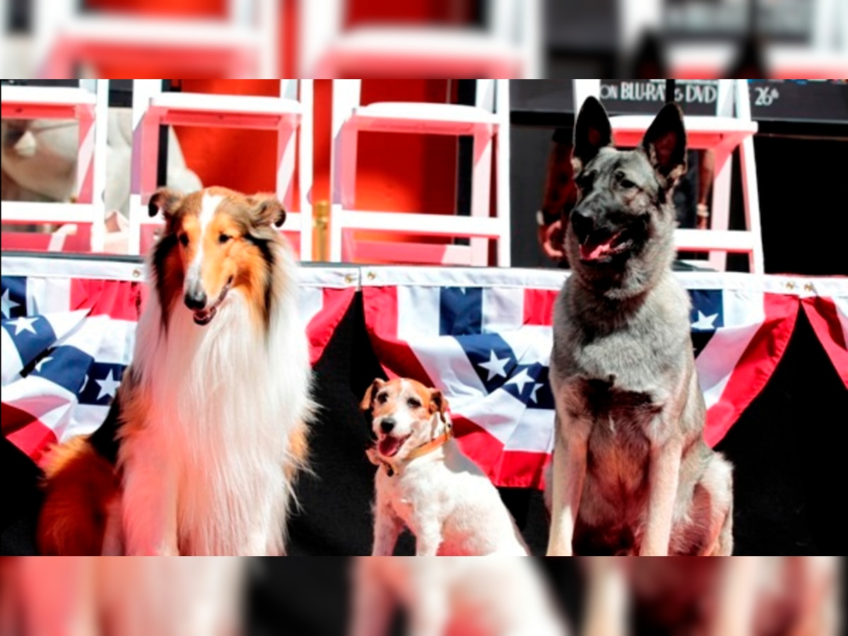 Dog Diaries: These five Golden Retrievers are all set to join Delhi Police's Canine Squad