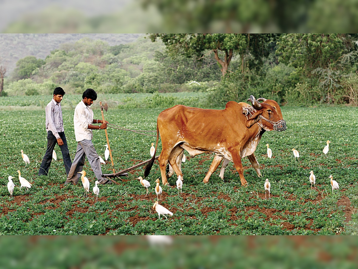 Extend crop damage claim date: Ex-min Jayanti Kavadiya to Gujarat govt