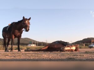 'Oscar winning performance!': This horse plays dead whenever someone ...