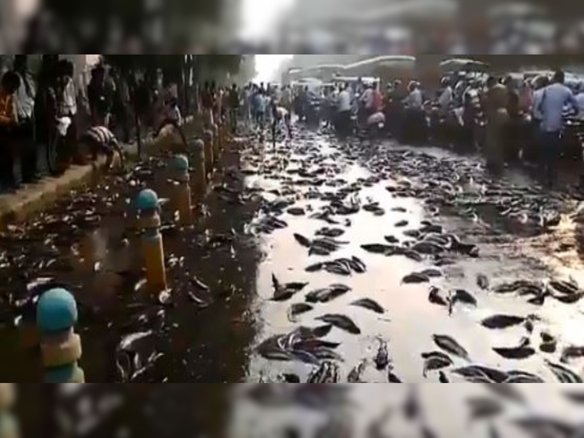 Oh Fish! Truck carrying fish topples in Kanpur, locals go crazy looting their share