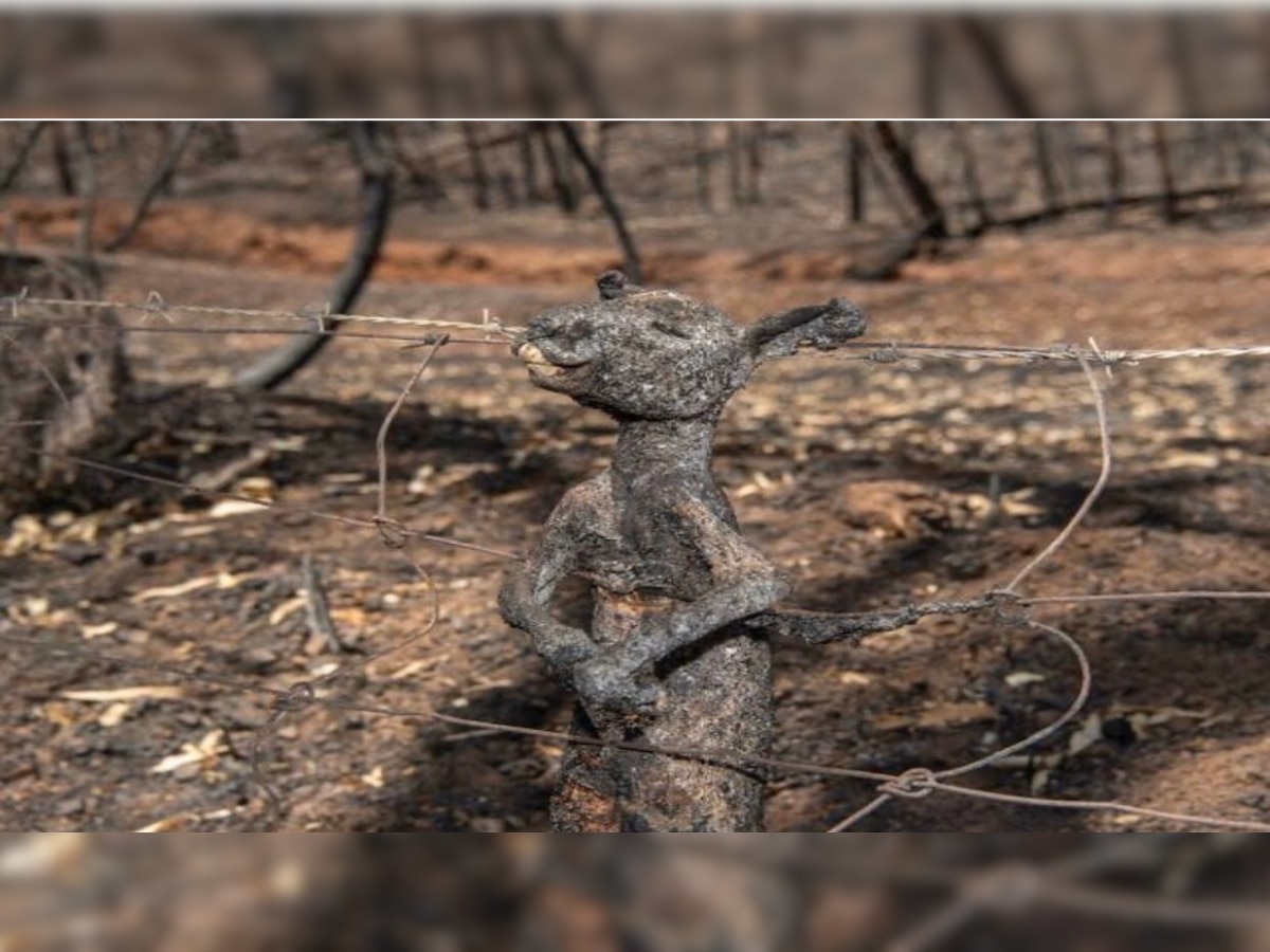 Australia fires: Picture of burnt baby kangaroo stuck in fence will leave you devasted