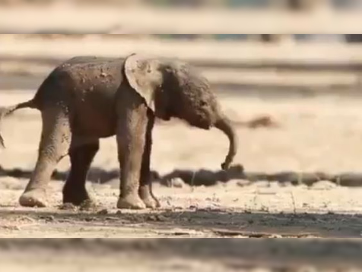 Viral: Video of baby elephant's first walk amuses netizens 