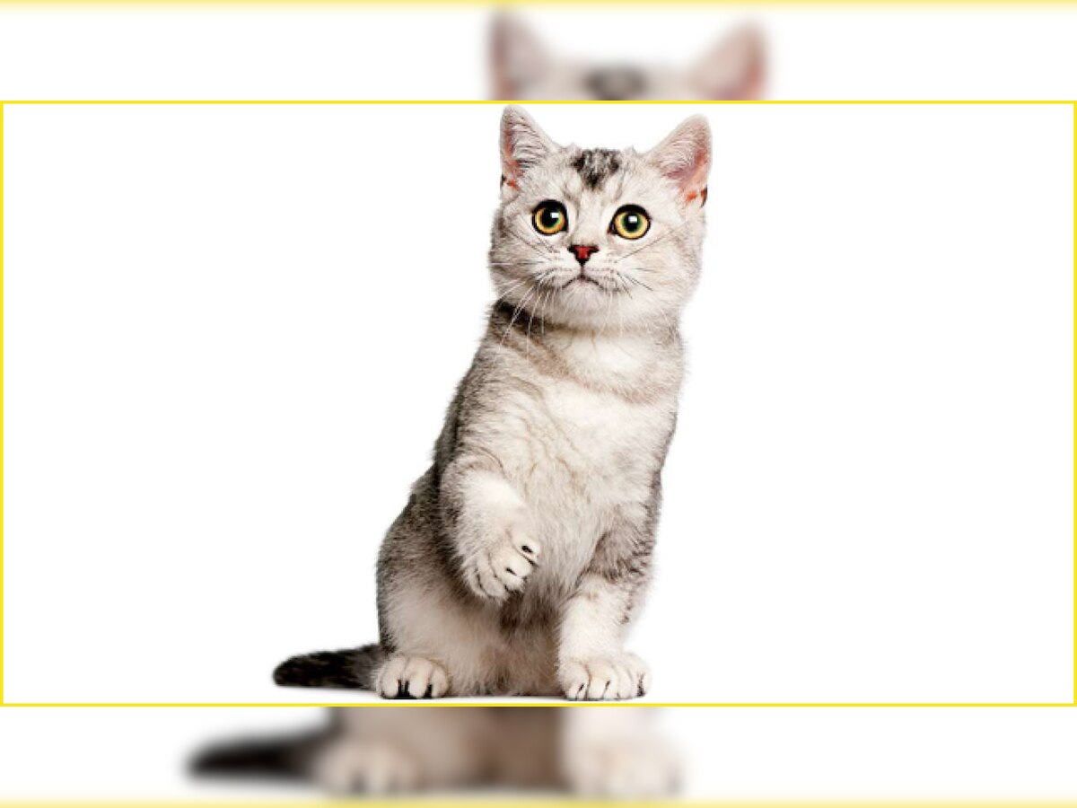 In a first, pet cat in Belgium tests positive for coronavirus Report