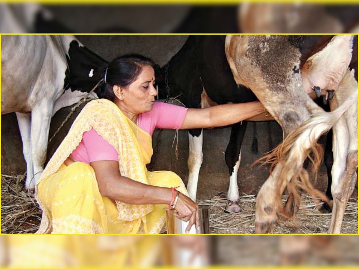 Dairy farmers in Maharashtra face hardship as milk supply falls amid coronavirus lockdown