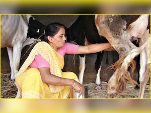Dairy farmers in Maharashtra face hardship as milk supply falls amid ...