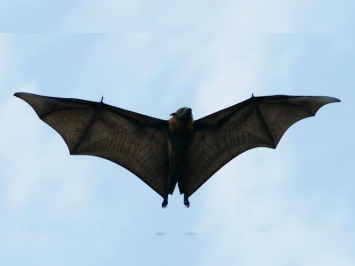 Wuhan lab was performing experiments on bats, likely source of COVID-19 outbreak: Report