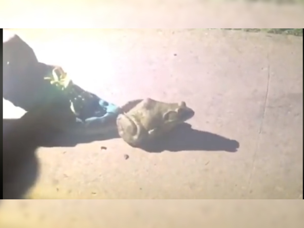 TikTok video of frog jumping on camera goes viral; garners over 2 million views